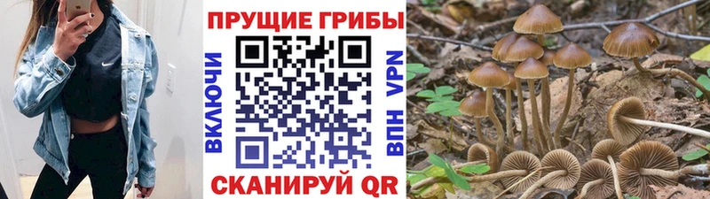 даркнет сайт  Сухиничи  Галлюциногенные грибы Psilocybine cubensis 